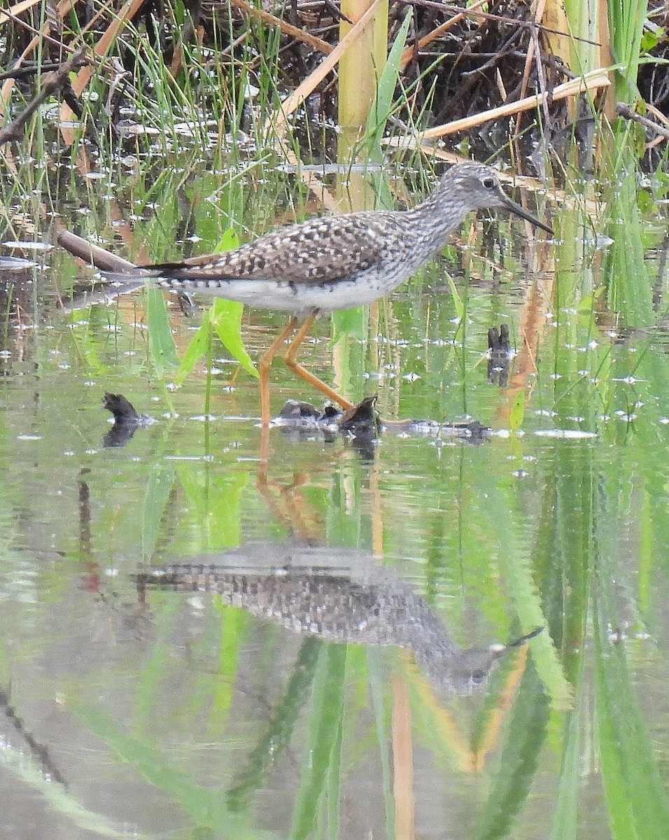 Lesser Yellowlegs - ML635031522