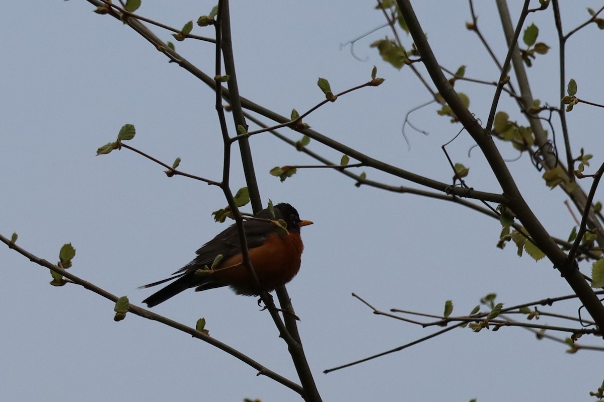 American Robin - ML635031530