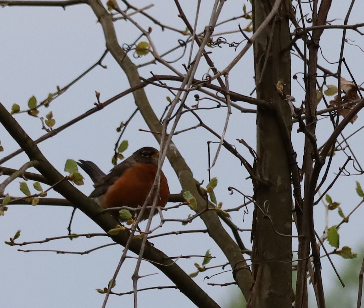 American Robin - ML635031531