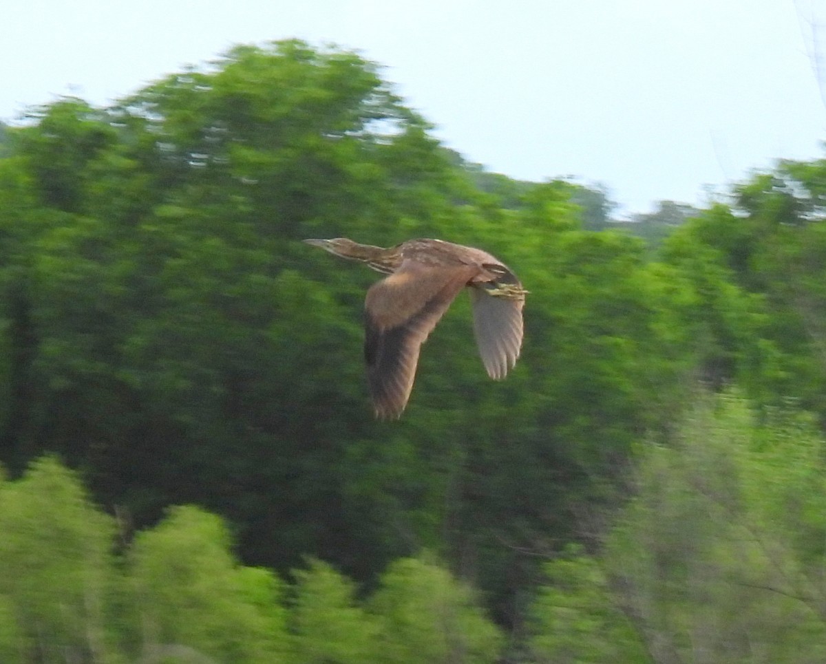 American Bittern - ML635031585