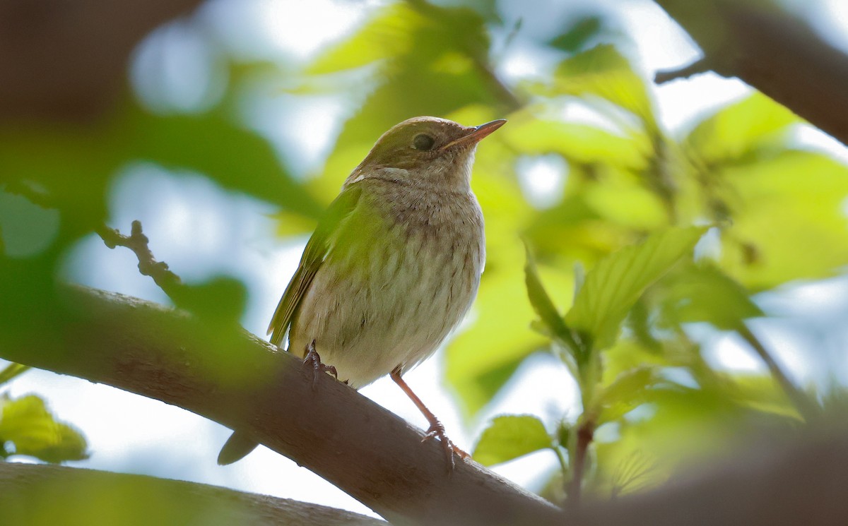Thrush Nightingale - ML635031613