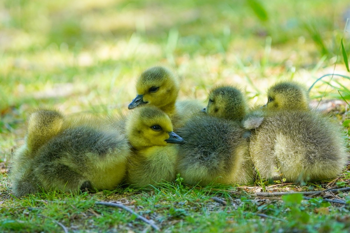 Canada Goose - TJ Byrd