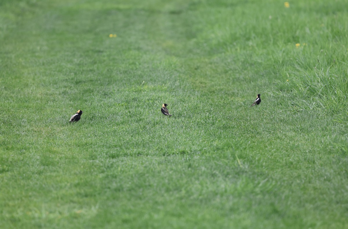 bobolink americký - ML635031795
