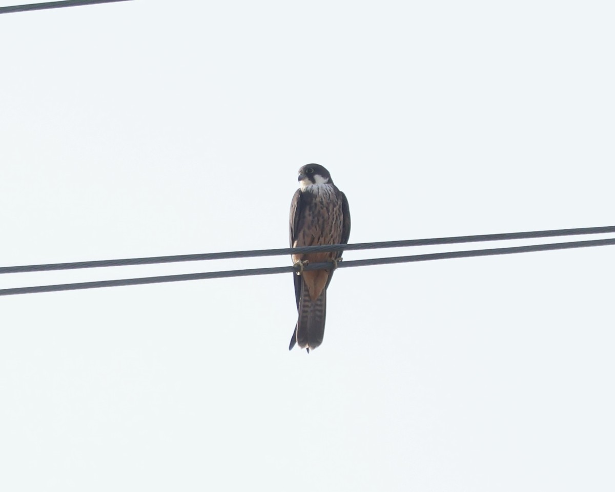 Eleonora's Falcon - ML635031878