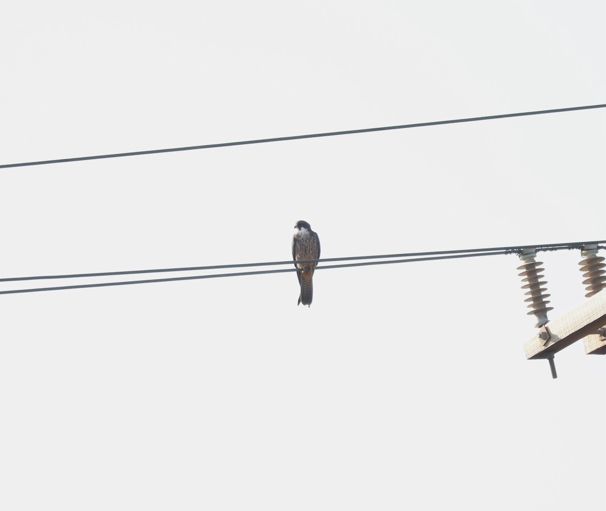 Eleonora's Falcon - ML635031879