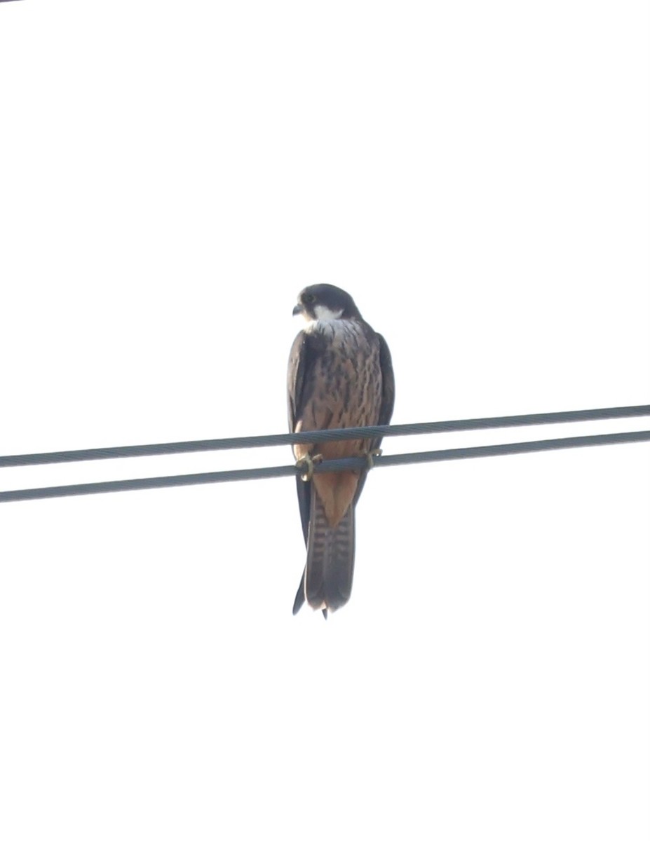 Eleonora's Falcon - ML635031880
