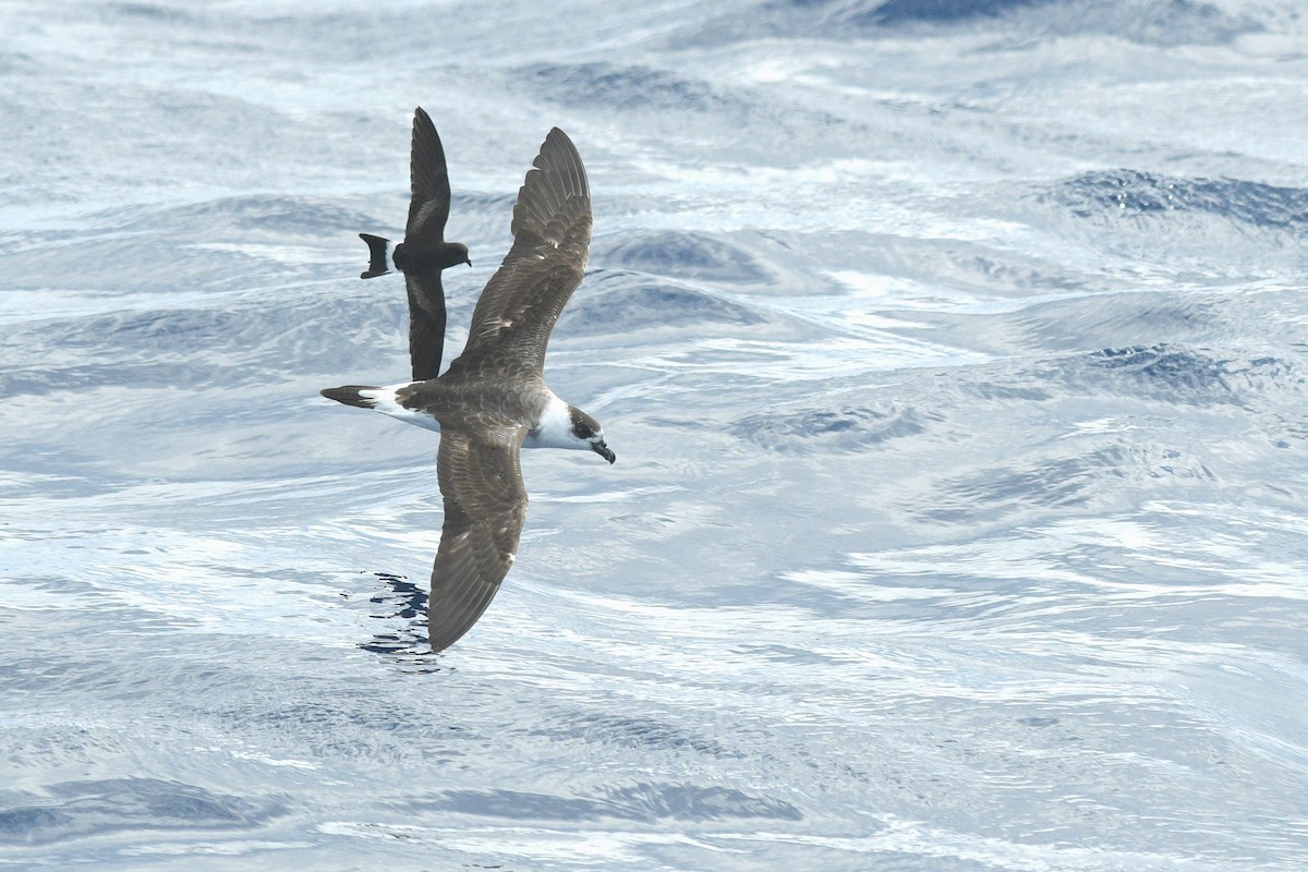 Black-capped Petrel - ML635031947