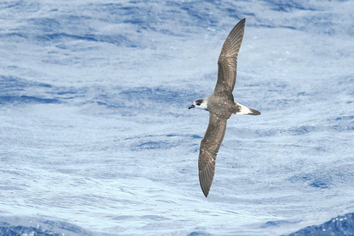 Black-capped Petrel - ML635031948