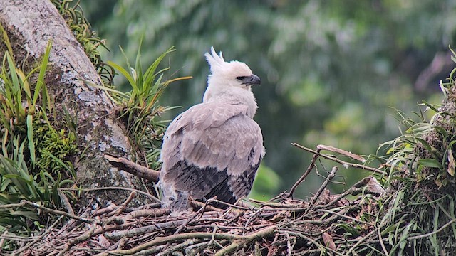 Harpy Eagle - ML635031949