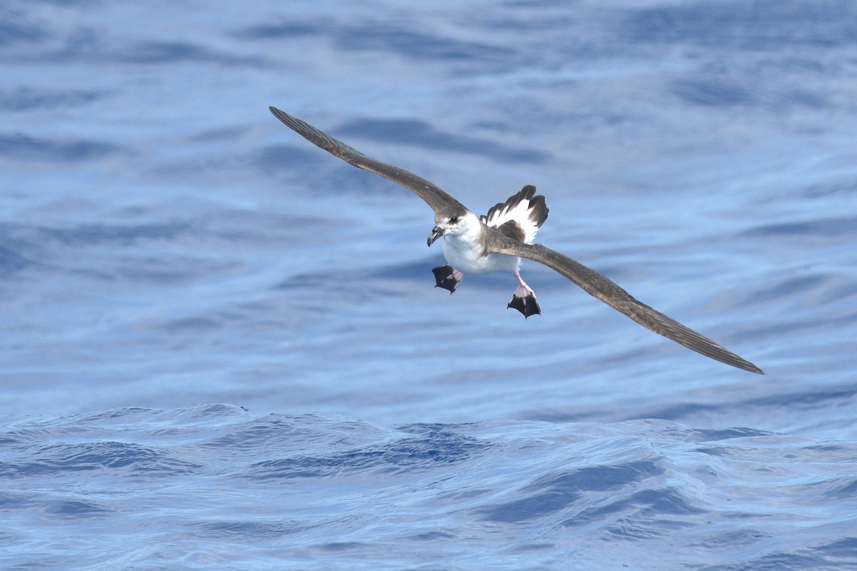 Black-capped Petrel - ML635031952