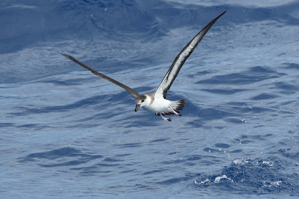 Black-capped Petrel - ML635031953