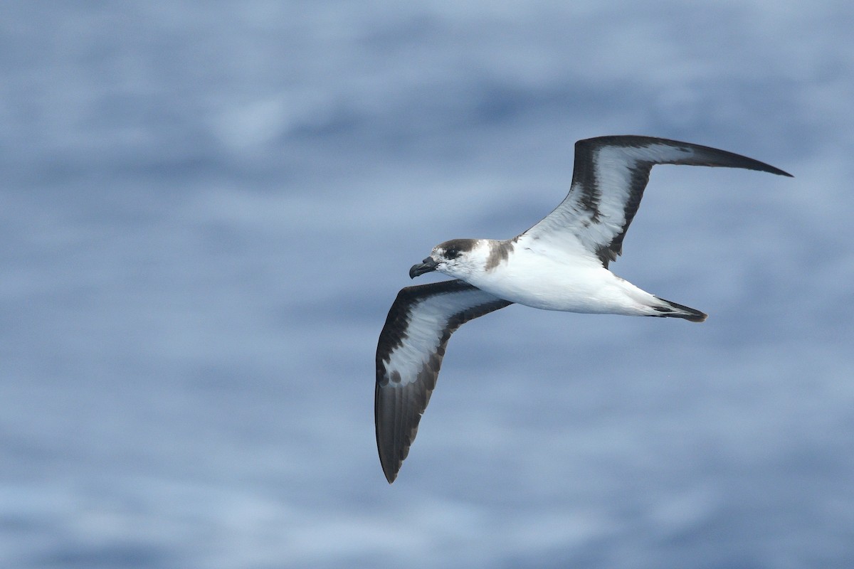 Black-capped Petrel - ML635031955