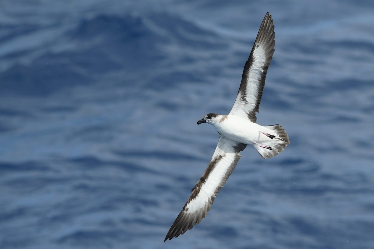 Black-capped Petrel - ML635031959