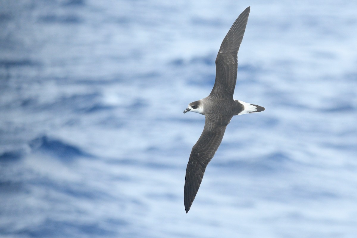 Black-capped Petrel - ML635031963