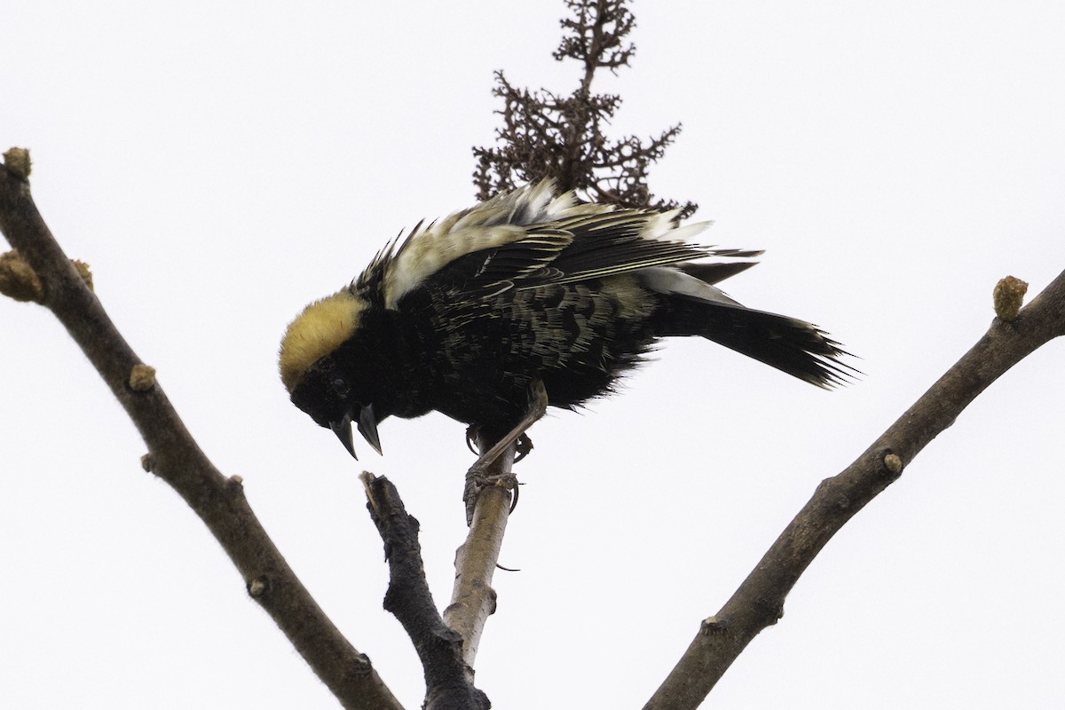 Bobolink - ML635032077