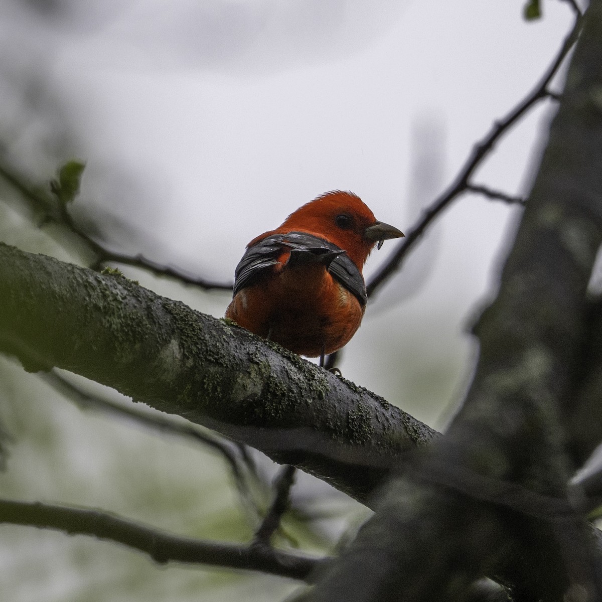 Scarlet Tanager - ML635032086