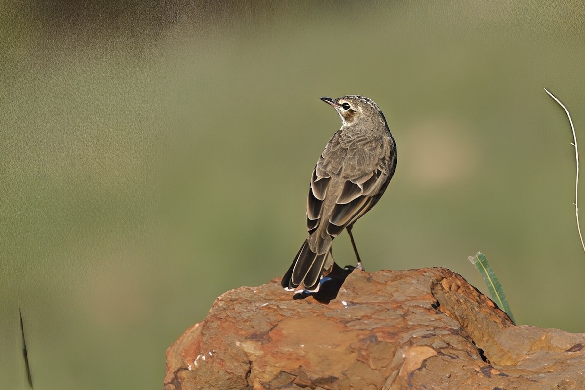 Nicholson's Pipit - ML635032206