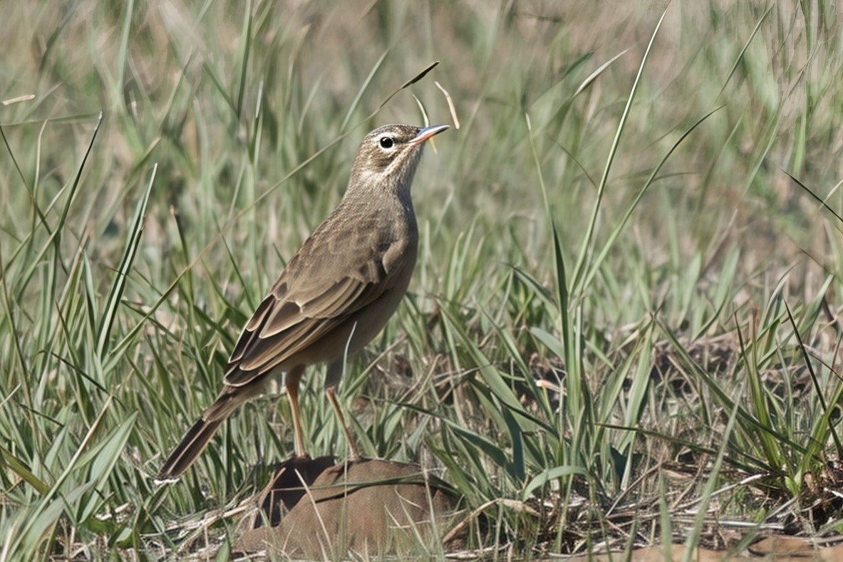 Nicholson's Pipit - ML635032207