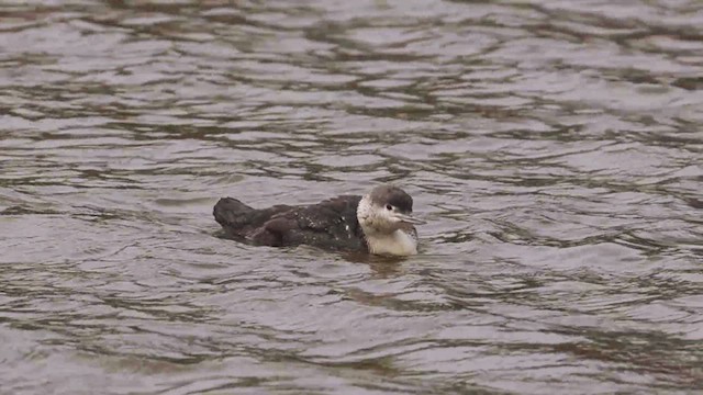 Plongeon catmarin - ML635032545