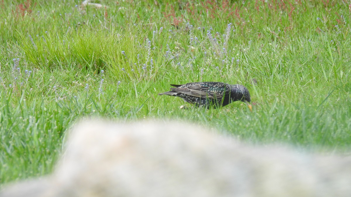 European Starling - ML635032629