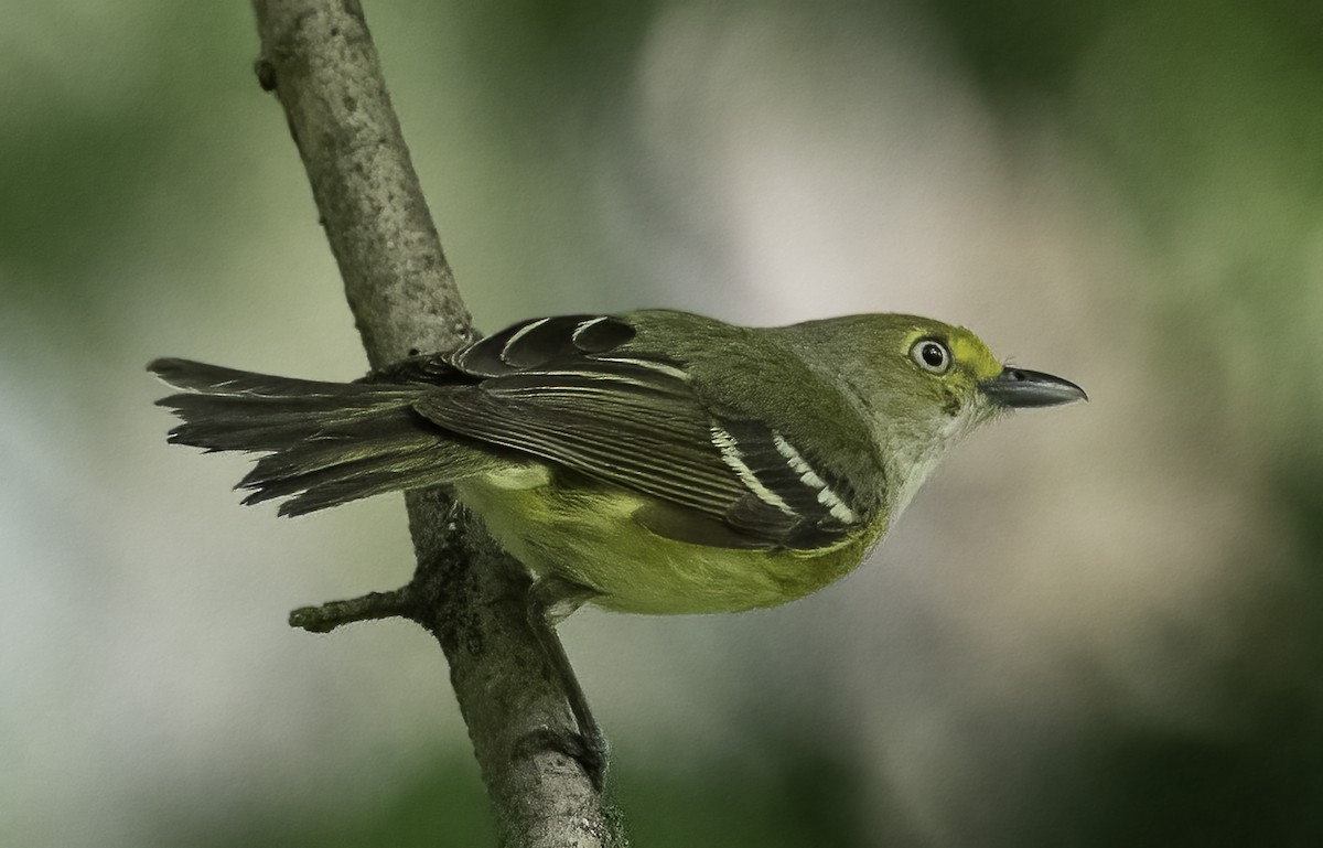 White-eyed Vireo - ML635032635
