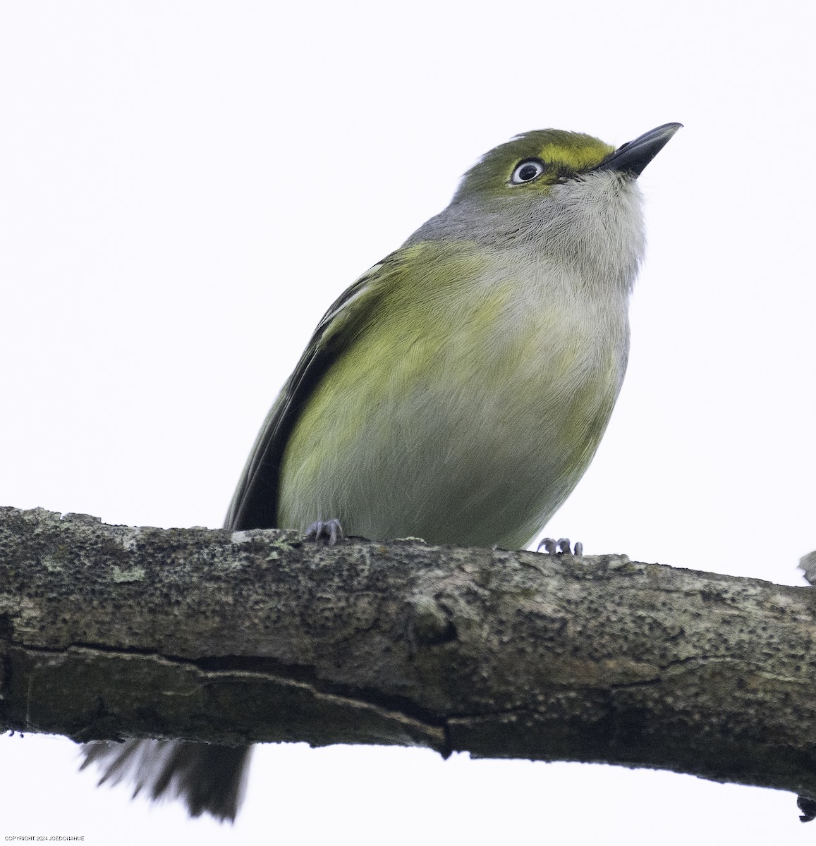 White-eyed Vireo - ML635032637