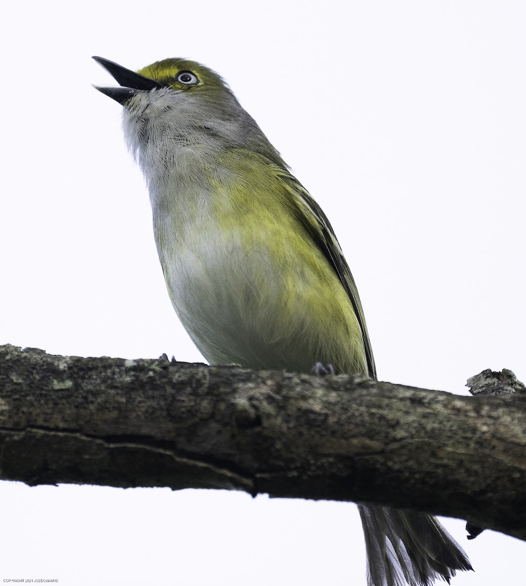 White-eyed Vireo - ML635032638