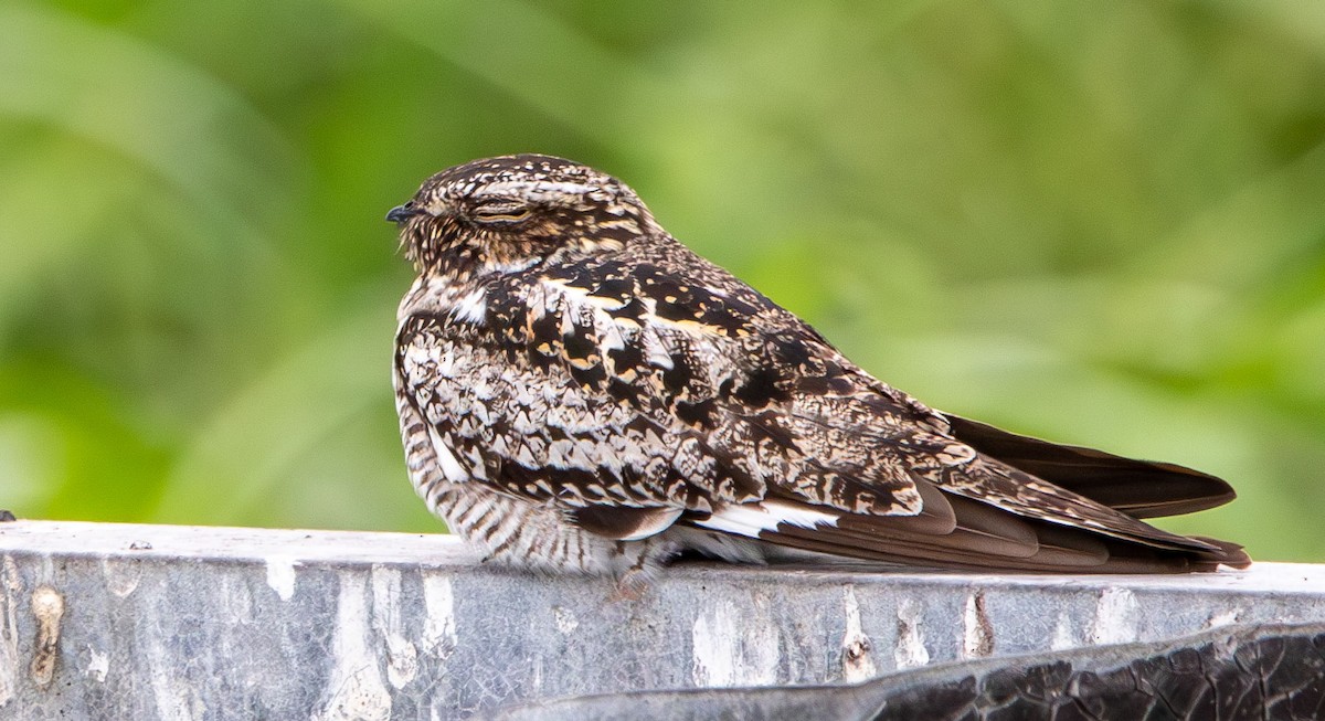 Common Nighthawk - ML635032651
