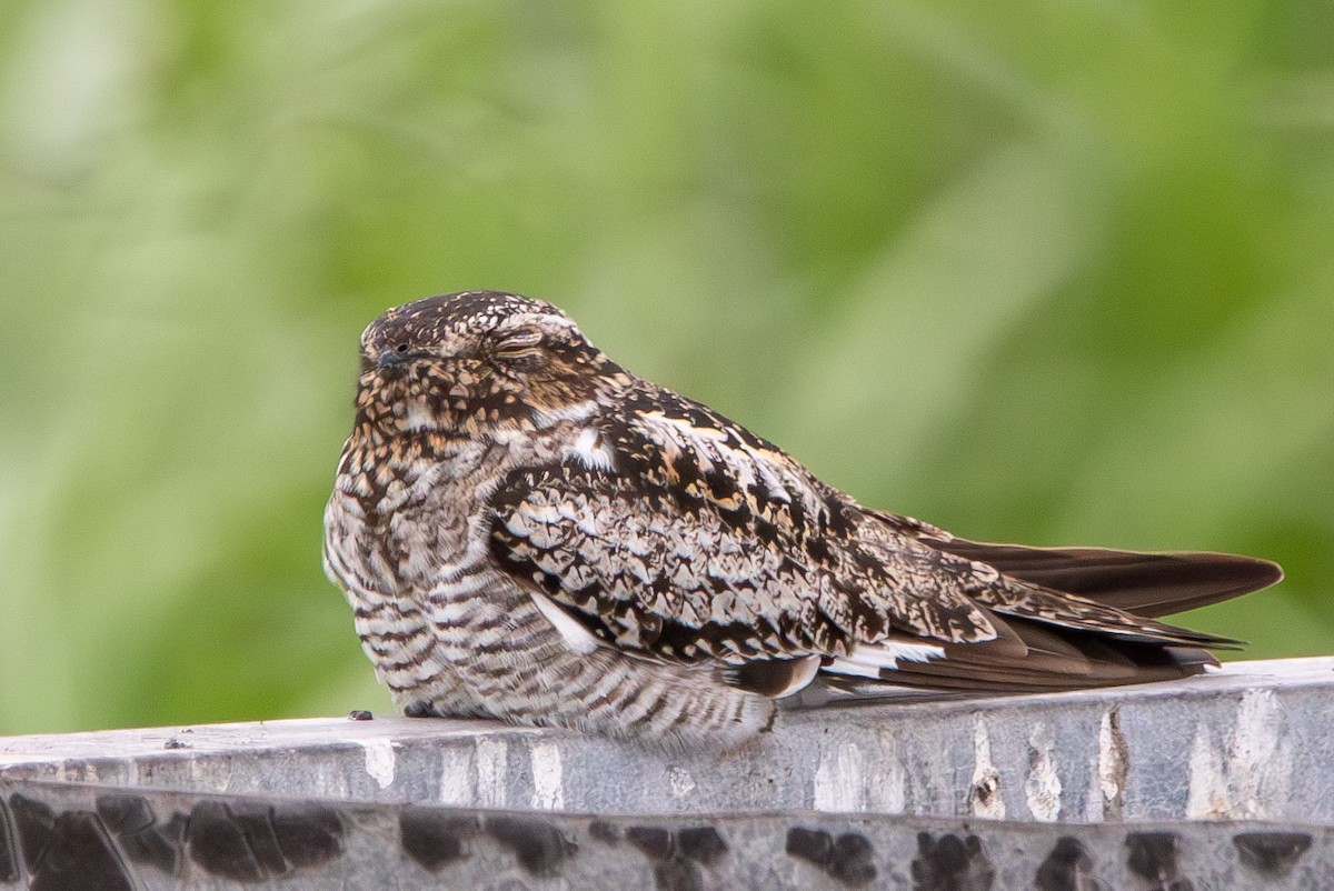 Common Nighthawk - ML635032652
