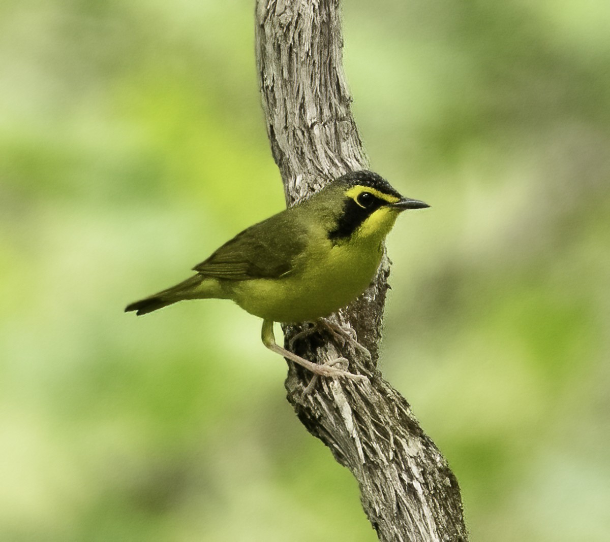 Kentucky Warbler - ML635032707
