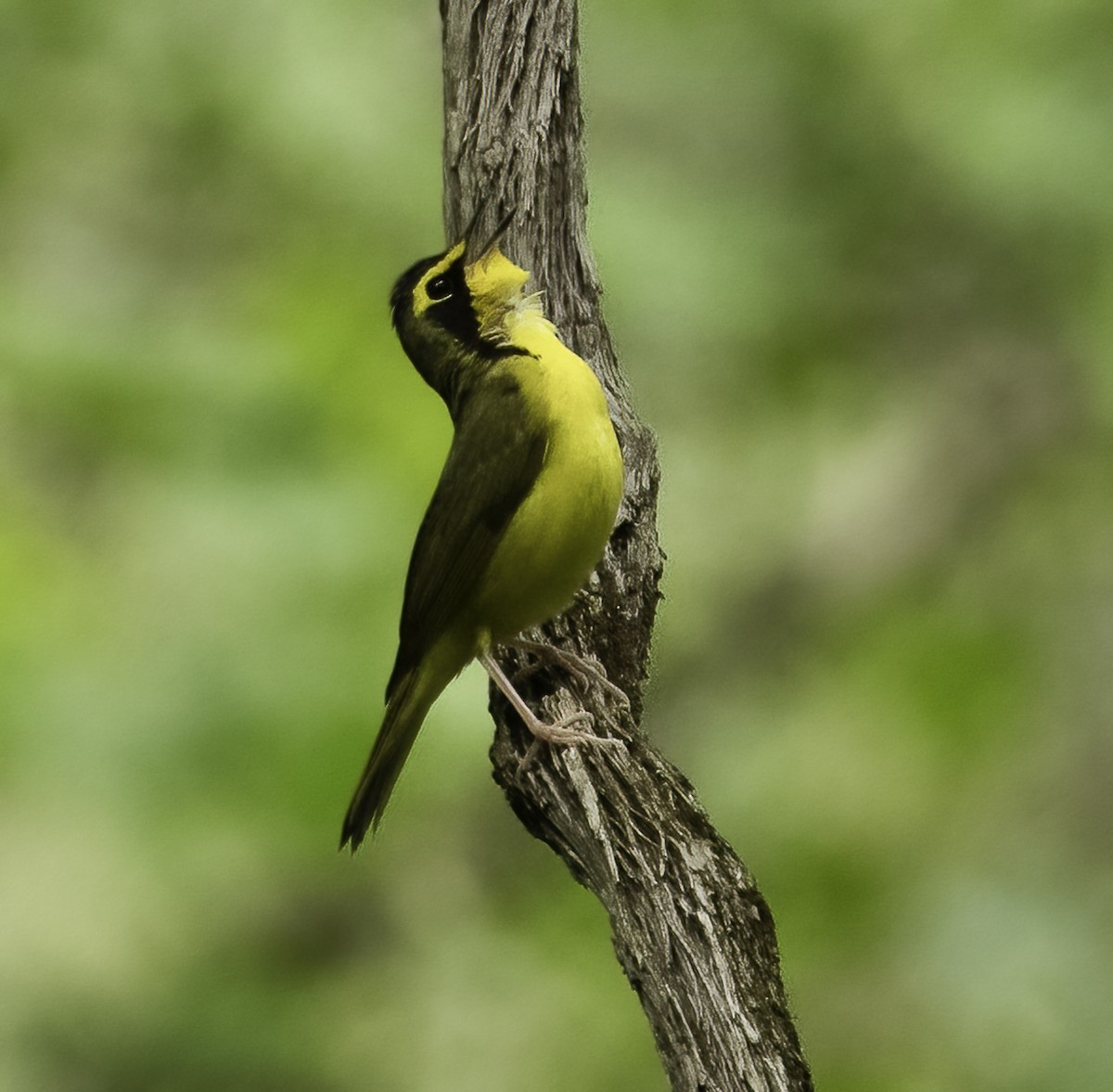 Kentucky Warbler - ML635032708