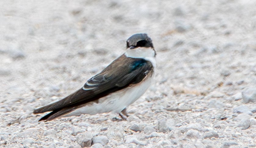 Tree Swallow - ML635032771