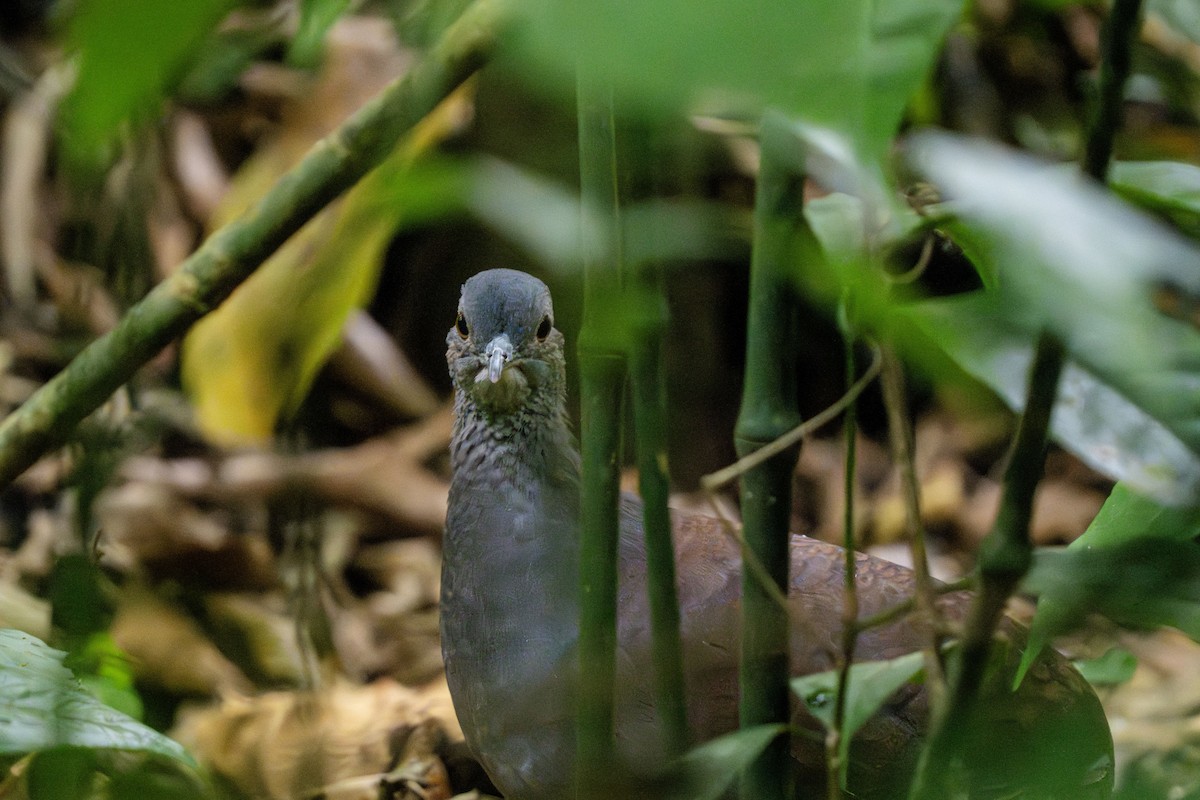 Slaty-breasted Tinamou - ML635032916