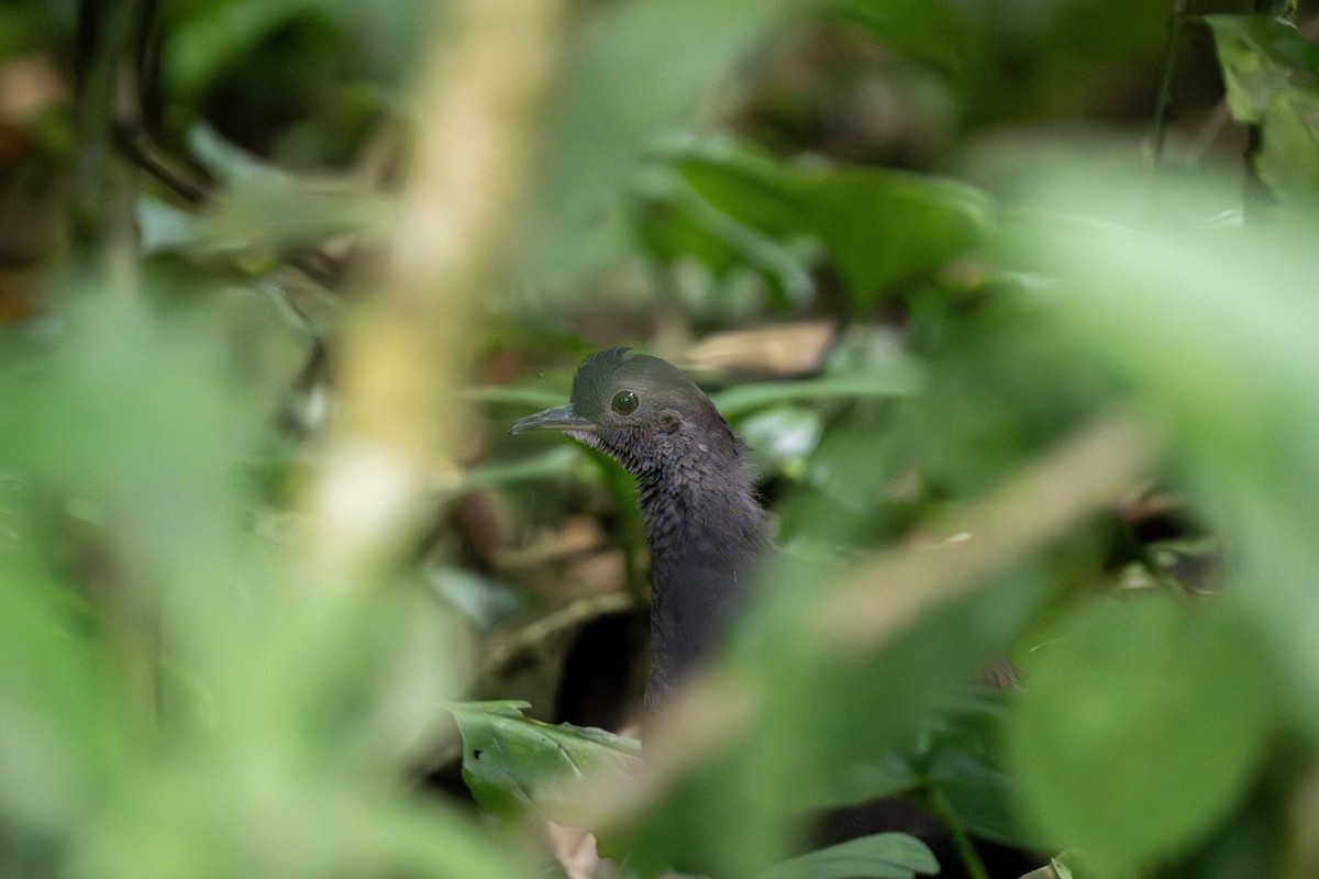 Slaty-breasted Tinamou - ML635032917
