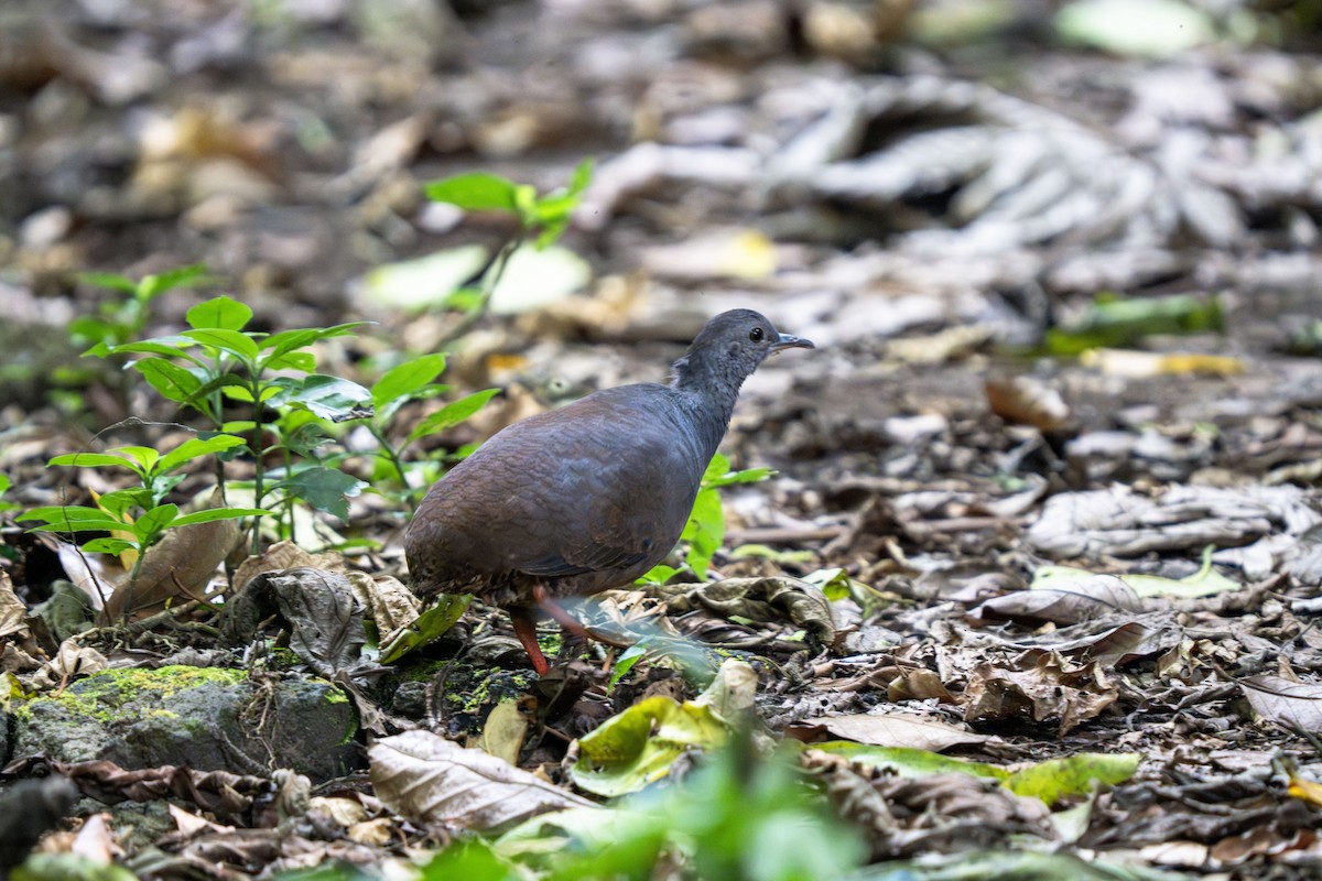 Slaty-breasted Tinamou - ML635032918