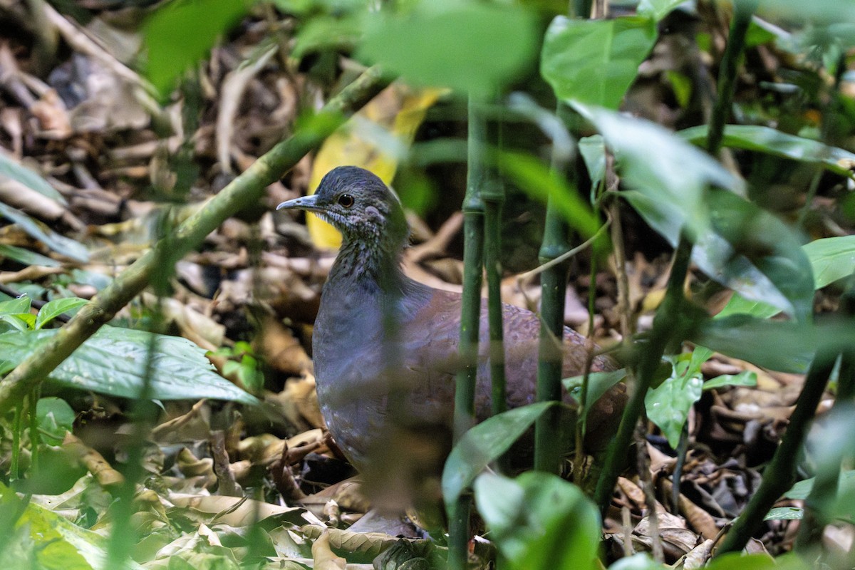 Slaty-breasted Tinamou - ML635032920