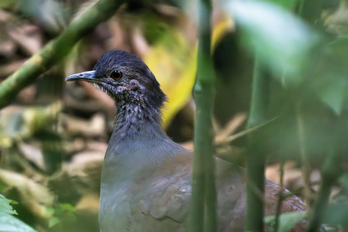 Slaty-breasted Tinamou - ML635032923