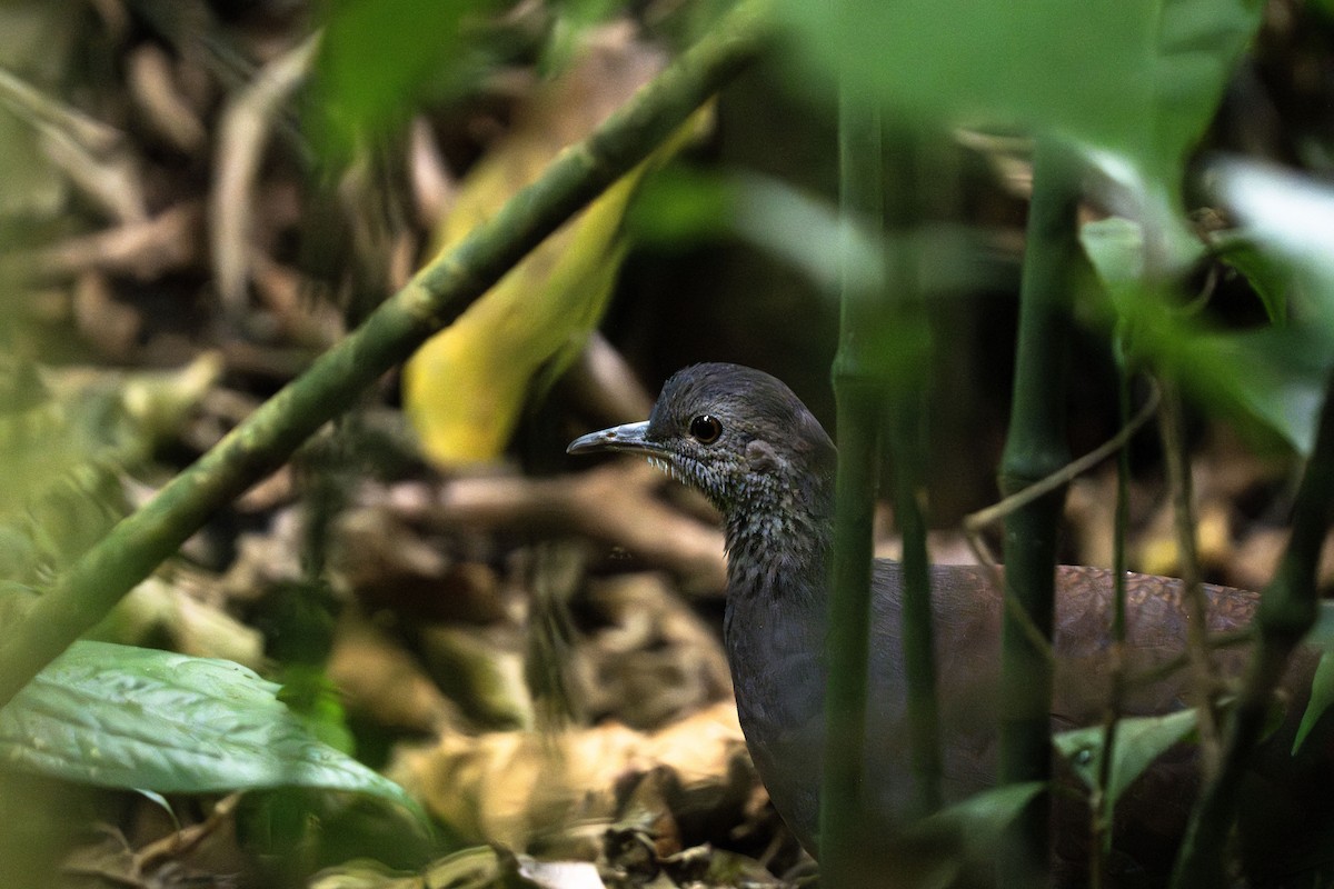 Slaty-breasted Tinamou - ML635032925