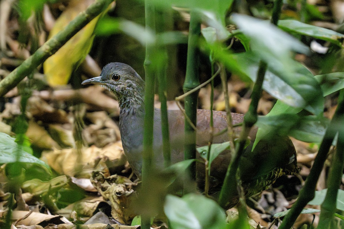 Slaty-breasted Tinamou - ML635032926