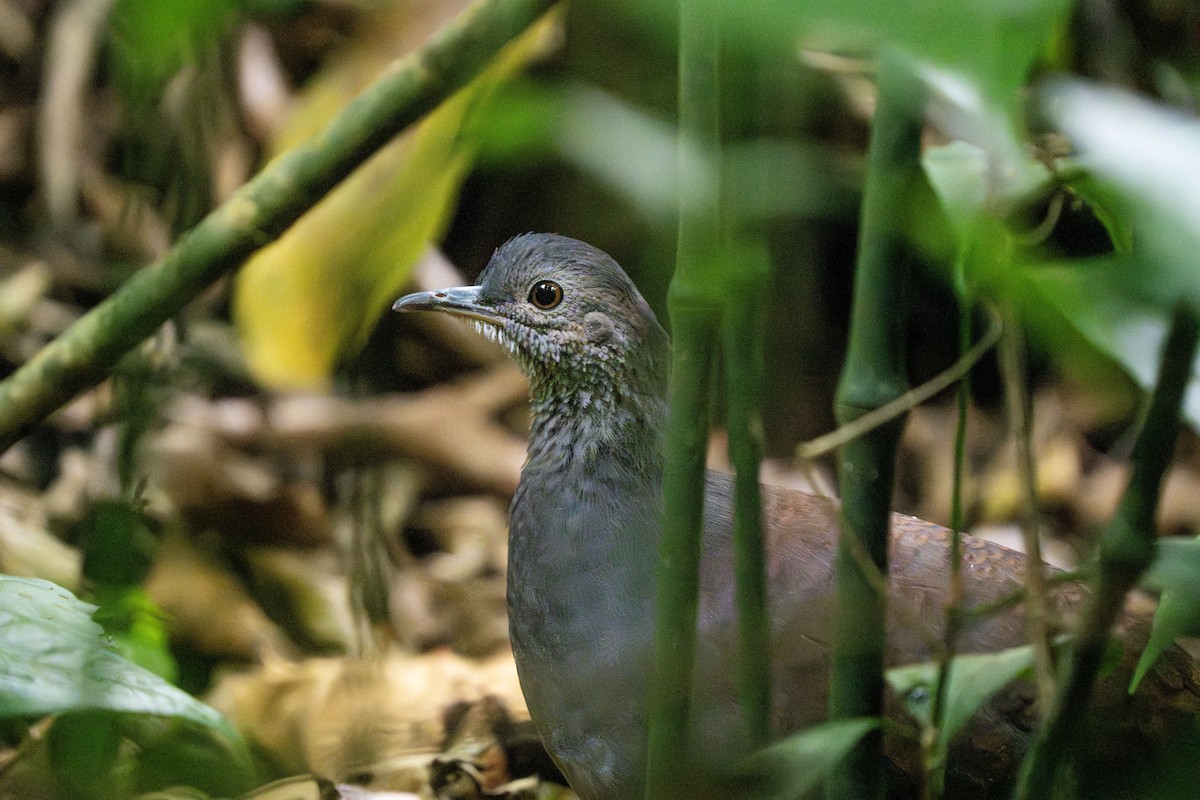 Slaty-breasted Tinamou - ML635032928