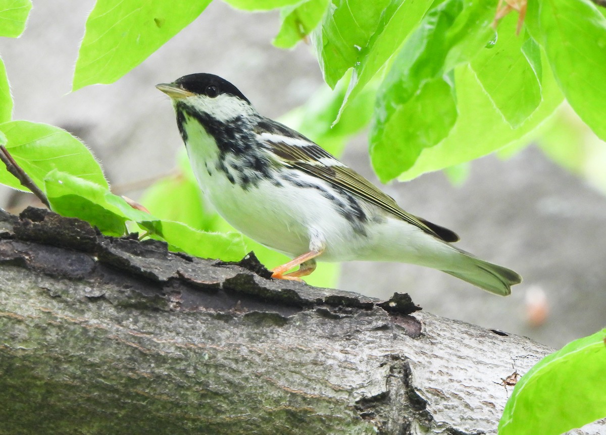 Blackpoll Warbler - ML635032937