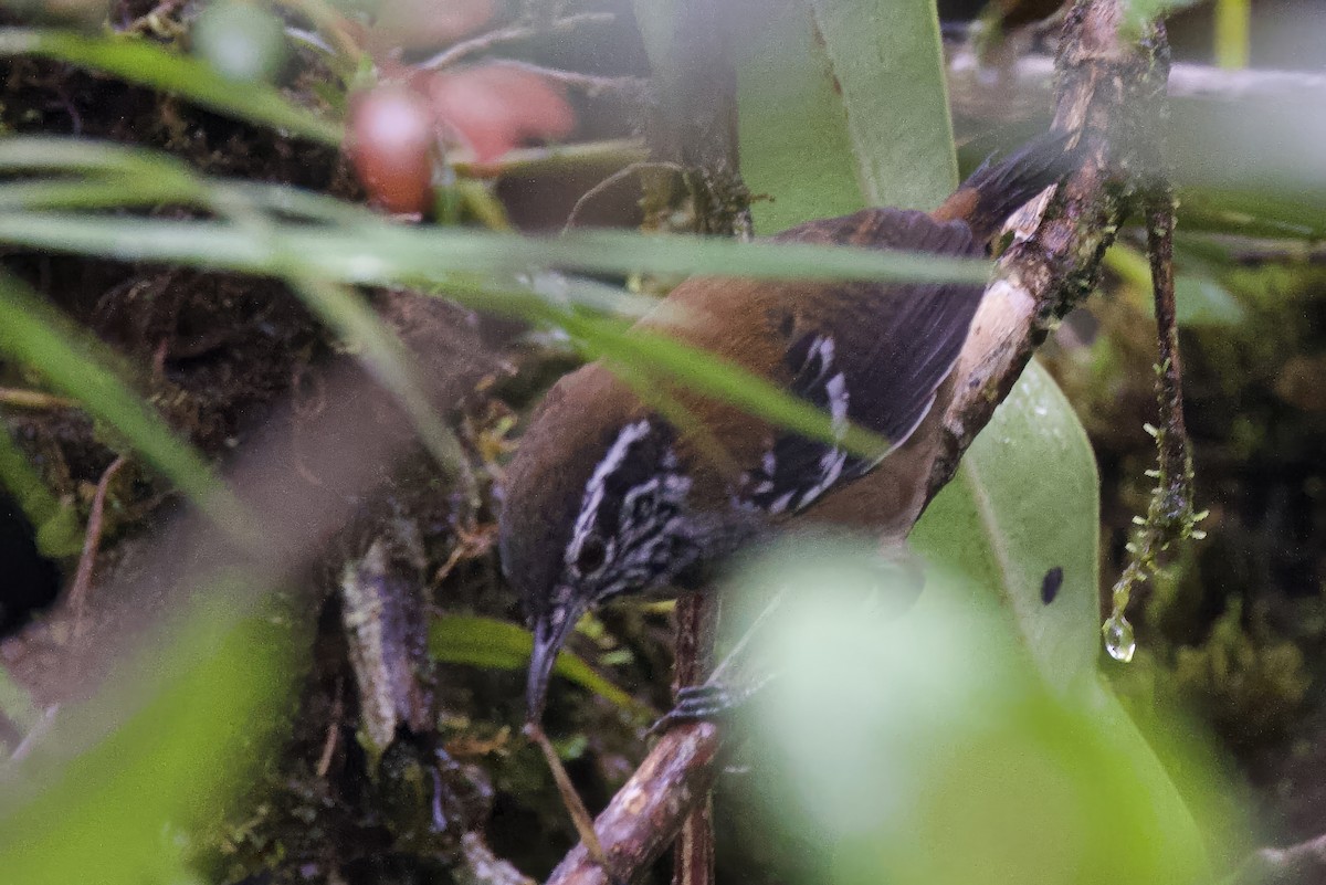 Bar-winged Wood-Wren - ML635033016