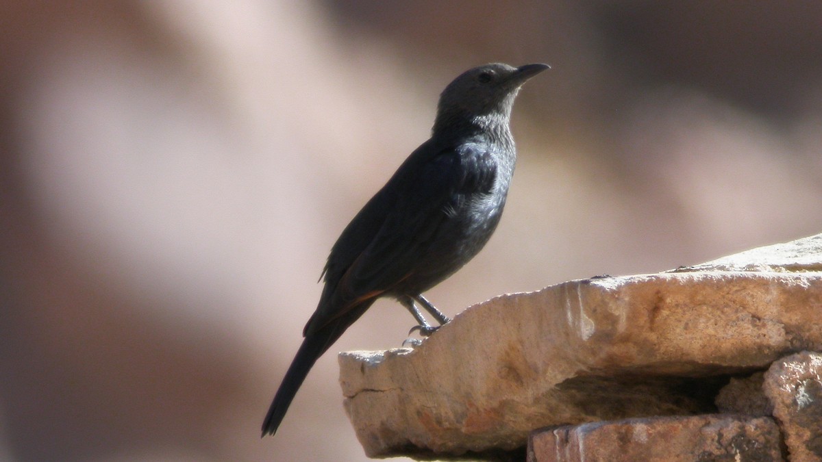 Tristram's Starling - ML635033047