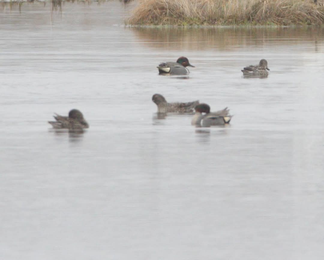 Green-winged Teal - ML635033107