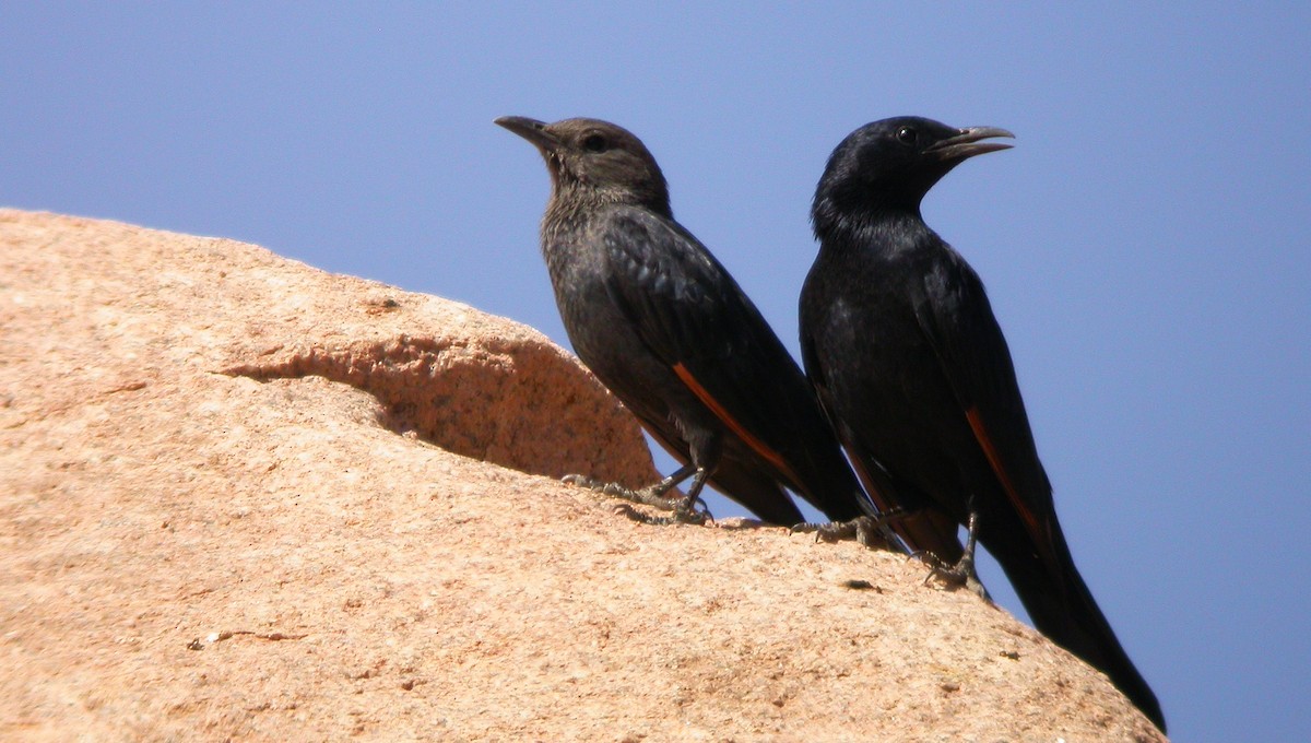 Tristram's Starling - ML635033130