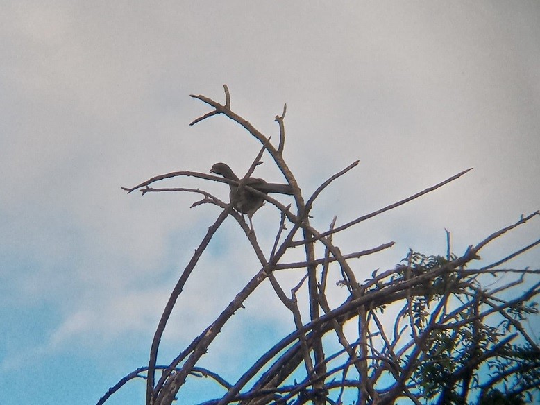 Chaco Chachalaca - ML635033142