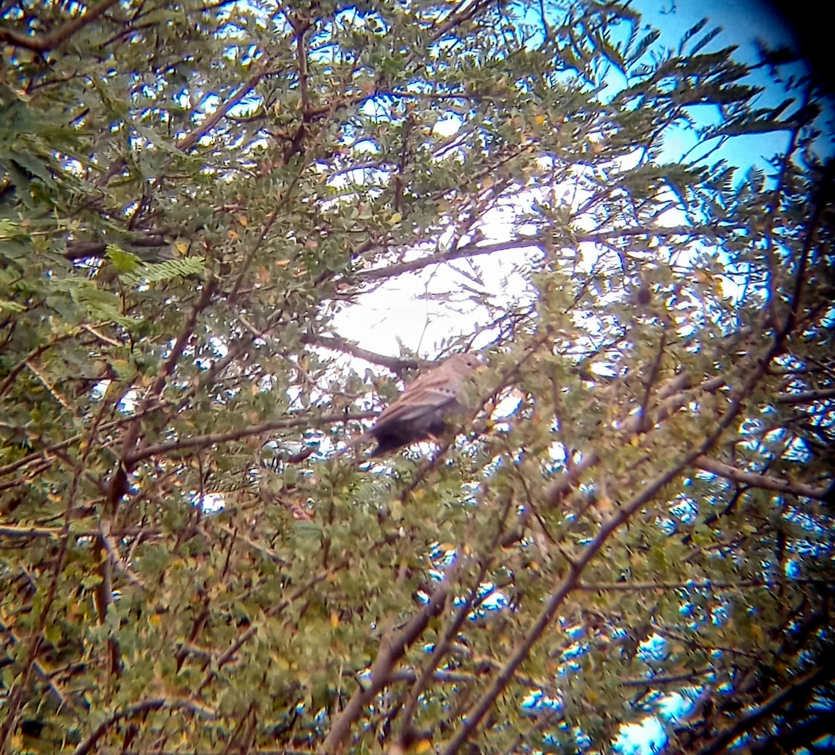 Carbonated Sierra Finch - ML635033165