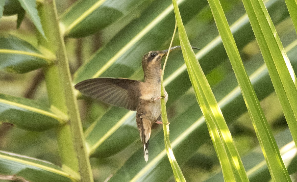 Rufous-breasted Hermit - ML635033181