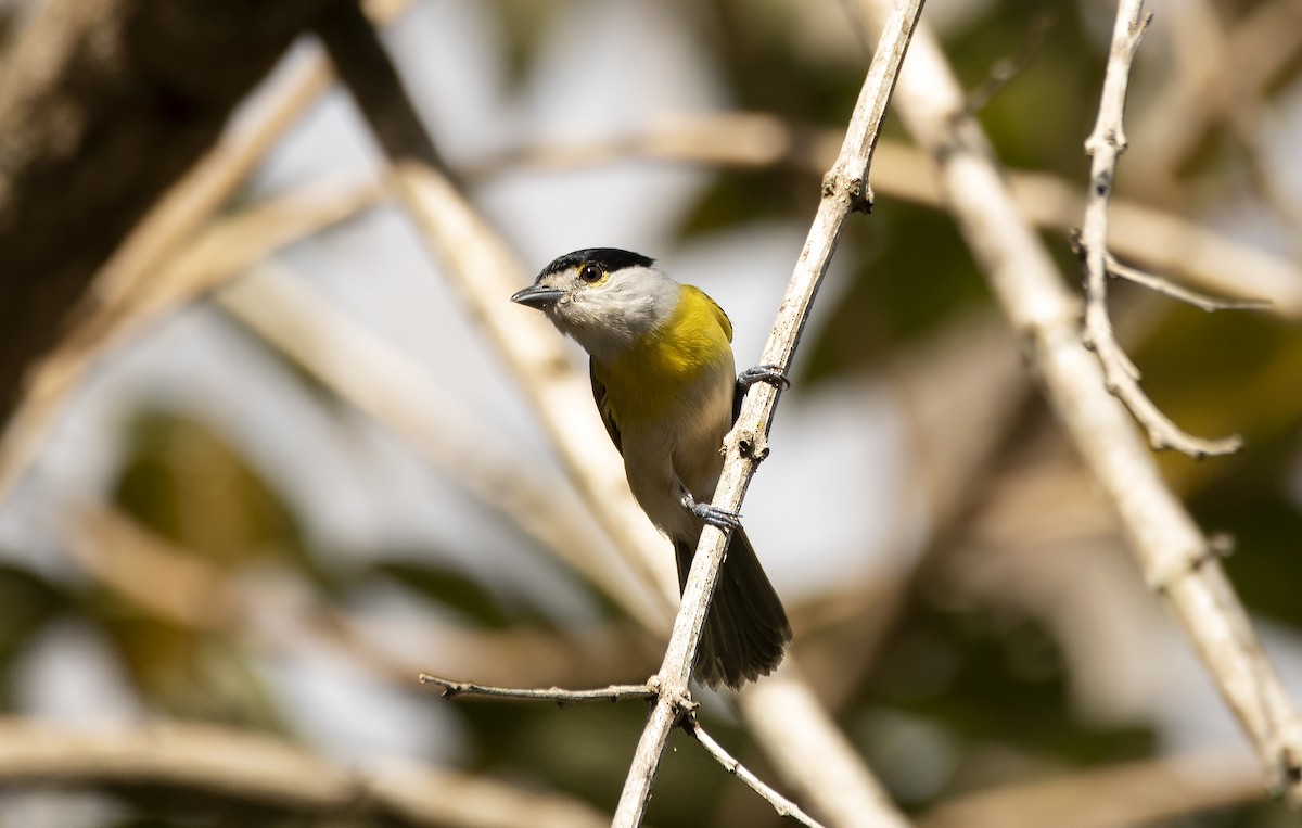 Green-backed Becard - ML635033235