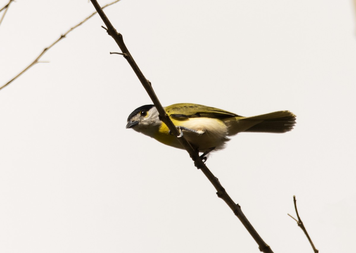 Green-backed Becard - ML635033236